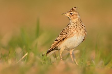 Sky Lark (Alauda arvensis) sitting on the earth enlightened by evening sun. Lark on the field. Brown bird sitting on the brown loam