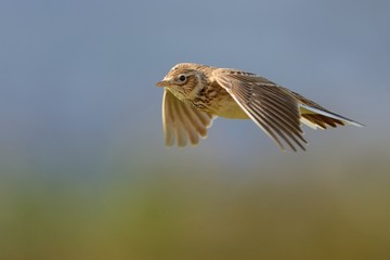 Sky Lark (Alauda arvensis) flying over the field with brown and blue backgrond. Brown bird captured...