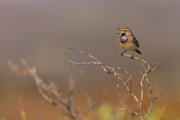 Bluethroat - Luscinia svecica sitting on the branch in Norwegian tundra.