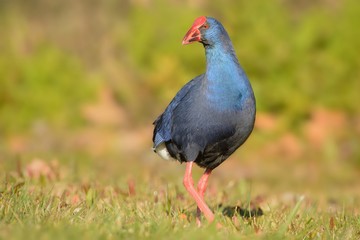 Purple Swamphen (Porphyrio porphyrio) walking accross the meadow captured close up