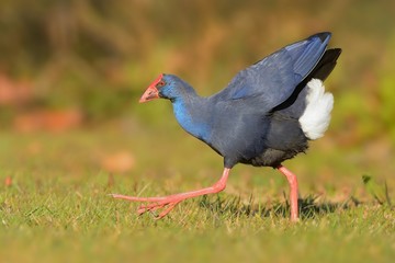 Naklejka premium Purple Swamphen (Porphyrio porphyrio) walking accross the meadow captured close up