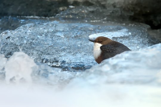 White-throated Dipper - Cinclus cinclus in winter. Sitting on the ice and diving