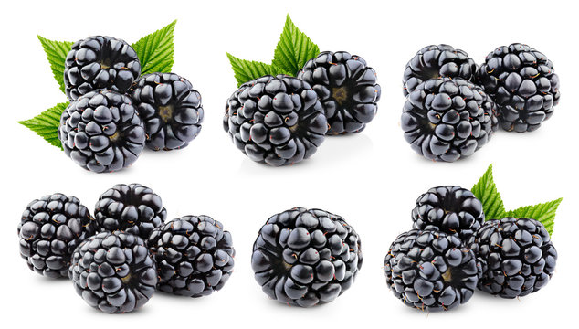 Blackberry Collection Isolated