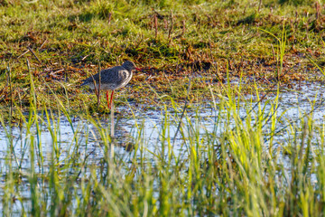 Redshank at the beach