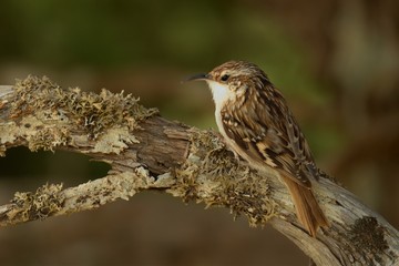 Short-toed Treecreeper - Certhia brachydactyla