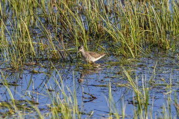 Wetland water with an Wood Sandpiper