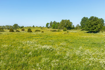 Meadow with blossoming buttercups and cow parsley in summertime