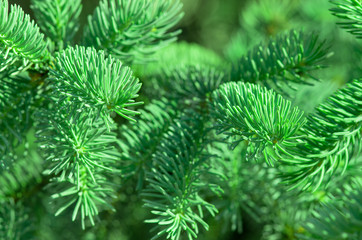 Christmas Tree Branches Close Up Background