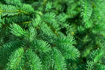 Christmas Tree Branches Close Up Background