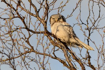 Northern Hawk Owl - Surnia ulula sitting on the tree next to the road in Varanger, Norway