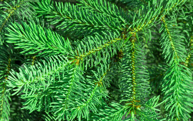 Christmas Tree Branches Close Up Background