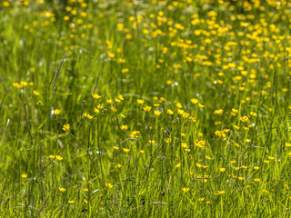 Flowering summer meadow with yellow buttercups flowers