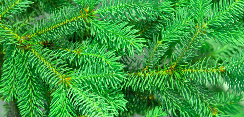 Christmas Tree Branches Close Up Background