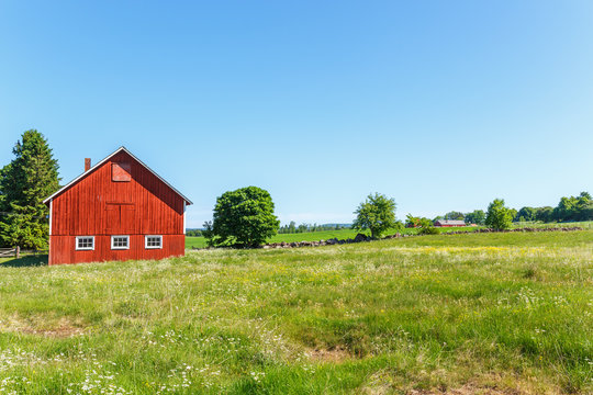 Flowering summer meadow in a rural landscape with a barn