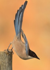 Azure-winged Magpie (Cyanopica cyanus) searching for the food