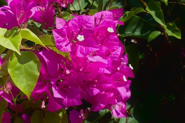 Close up view of purple Bougainvillea flowers texture and background. 