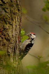 Lesser Spotted Woodpecker - Dendrocopos minor feeding his chicks in the nesthole on the tree