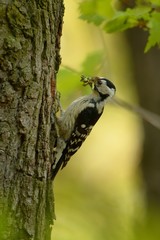 Lesser Spotted Woodpecker - Dendrocopos minor