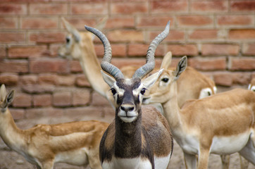 Male deer among females