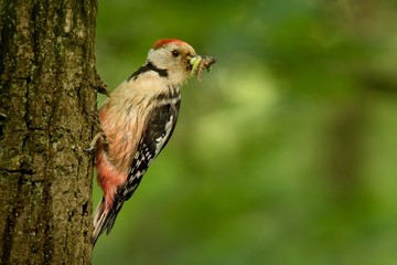 Middle Spotted Woodpecker - Dendrocopos medius