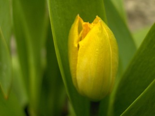 Sunshine Tulip