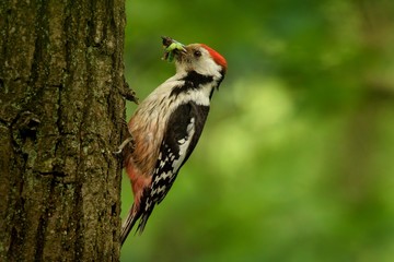 Middle Spotted Woodpecker - Dendrocopos medius