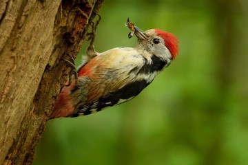 Middle Spotted Woodpecker - Dendrocopos medius