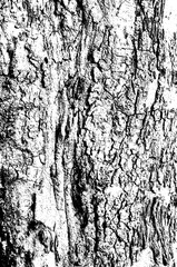 Monochrome grunge tree bark texture