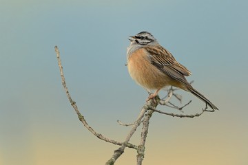 Fototapeta Rock Bunting (Emberiza cia) perched on a branch captured closed up obraz