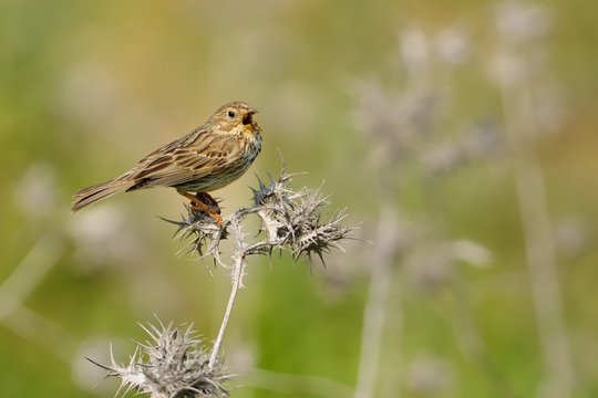 Corn Bunting - Emberiza calandra