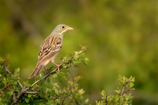 Ortolan Bunting (Emberiza hortulana) perched on a hawthorn branch