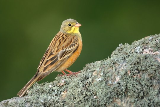 Ortolan Bunting (Emberiza hortulana) perched on a hawthorn branch