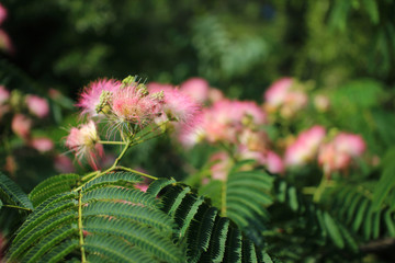 Image of cute fluffy blooming pink flower. Albizia julibrissin. Persian silk tree, pink silk tree. Amazing bright Tropical flowers