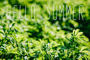 Green field. Part of meadow, grass in background. green background for text away. Beautiful green...
