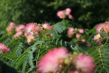 Image of cute fluffy blooming pink flower. Albizia julibrissin. Persian silk tree, pink silk tree. Amazing bright Tropical flowers