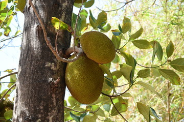 Jack fruits hanging in trees in Vietnam