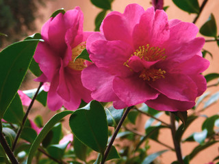 Obraz premium Close up Pink Flowers