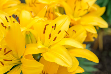 Flower yellow lily