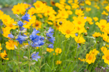 Flowers heliopsis yellow and blue bells flower in the garden Heliopsis 