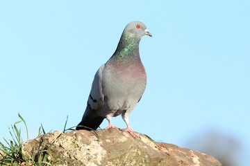 Rock Dove posing
