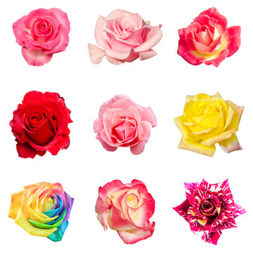collage of colorful roses in outdoor nature park isolated on white background