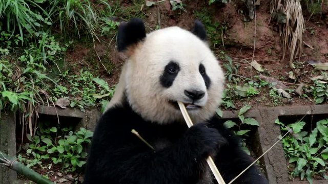 Close-up Giant Panda Bear Eats Bamboo, Bifengxia, China