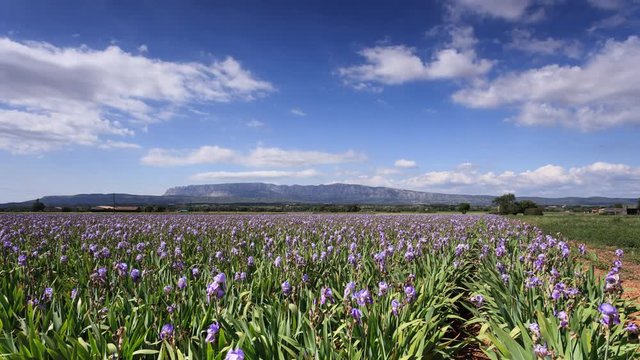 Timelapse of clouds over an iris field in front of mount Sainte Victoire,  Provence, France
