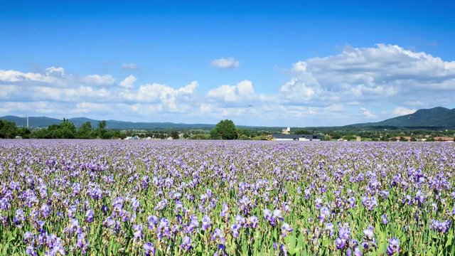 Timelapse of clouds over an iris field in front of mount Sainte Victoire,  Provence, France
