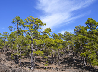 Fototapeta na wymiar Pine forest in Teide National Park,Tenerife,Canary Islands,Spain. Corona Forestal near the Teide volcano.