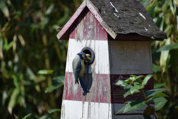 Blaumeise bei der Fütterung am Nistkasten 3