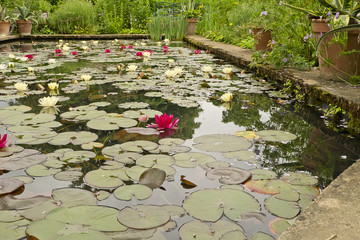 Waterlines on a pond at Hidcote Manor Garden, Chipping Campden, Gloucestershire. United Kingdom