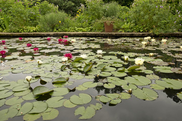 Waterlines on a pond at Hidcote Manor Garden, Chipping Campden, Gloucestershire. United Kingdom