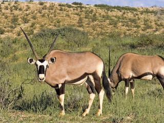 Gemsbok, Oryx gazella gazella, grazing in tall grass, Kalahari, South Africa