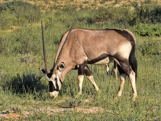 Gemsbok, Oryx gazella gazella, grazing in tall grass, Kalahari, South Africa